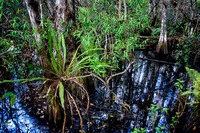 Corkscrew Swamp Sanctuary, Naples, Florida