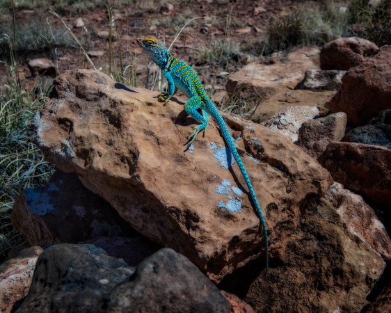 Collared Lizard, Wupatki National Monument, Arizona
