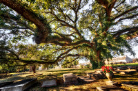 Live Oak, Sunset Historical Cemetery, Camilla, Georgia