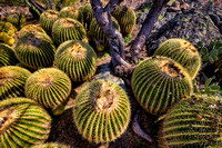 Golden Barrel Cactus,  Boyce Thompson Arboretum, Arizona