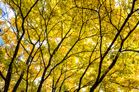 Autumn 4, UW Arboretum, Madison, Wisconsin
