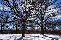 Winter 3, UW Arboretum, Madison, Wisconsin