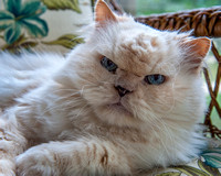 Pancho, our Himalayan, Fitchburg, Wisconsin