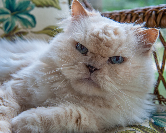 Pancho, our Himalayan, Fitchburg, Wisconsin
