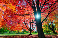 Autumn 1, UW Arboretum, Madison, Wisconsin