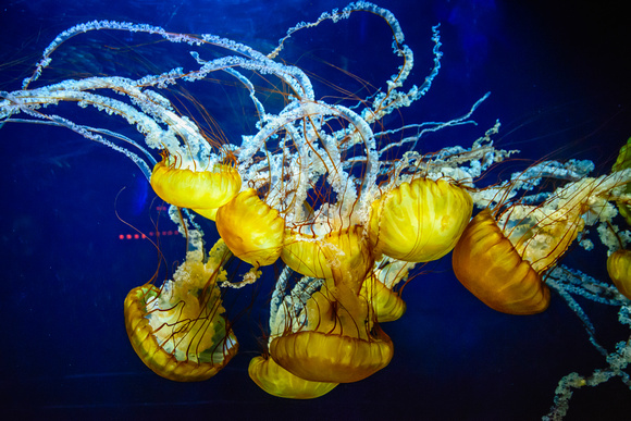 Jellyfish, Aquarium of the Bay, San Francisco, California