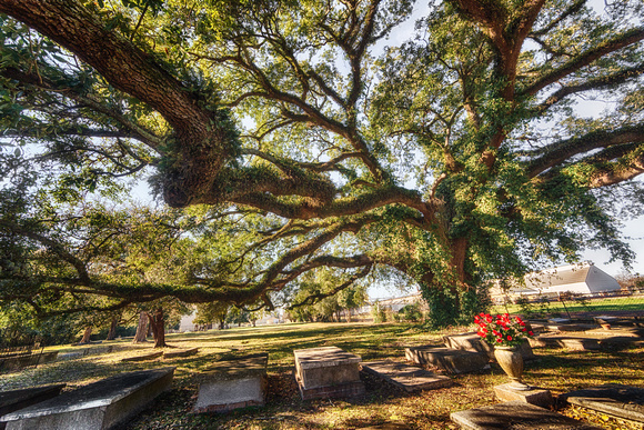 Live Oak, Sunset Historical Cemetery, Camilla, Georgia