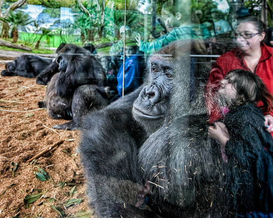 Gorillas, San Diego Zoo, San Diego, California