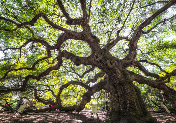Angel Oak, Johns Island, South Carolina