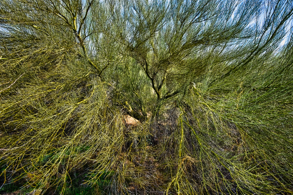 Palo Verde Tree, Oro Valley, Arizona