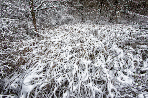 Winter 2, UW Arboretum, Madison, Wisconsin
